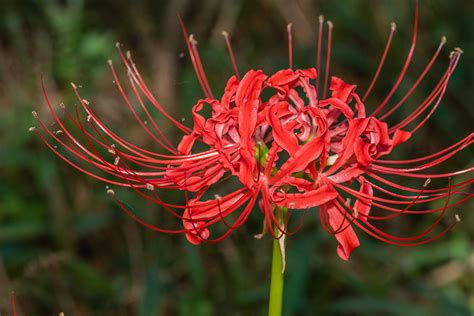 彼岸花 風水|彼岸花の風水的飾り方！曼珠沙華と呼ばれる花の本当のパワー！